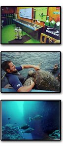 sea turtle rescues