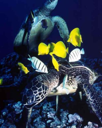 Ken pic Turtle Cleaning Station